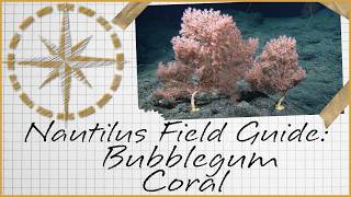 Nautilus Field Guide: Bubblegum Coral | Nautilus Live