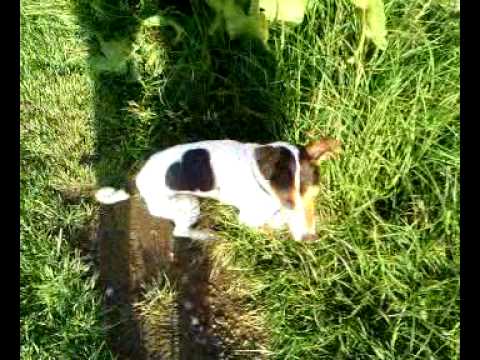 Youtube Video JBSBR88qf40