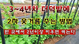 [텃밭농부 1,847]  3~4년차 더덕밭에 2차 웃거름 주는 방법. 한 곳에서 2년이상 키우면 썩는다. #…