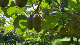 Kiwi Farm