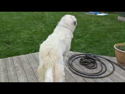 Clarke, an adopted Great Pyrenees Mix in Palatine, IL_image-1