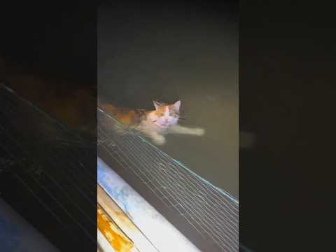 Accompanying is the longest confession of love #story #animals #petstory #cutepet #cat