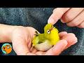 Rescued Wild Bird Only Lets This Lady Pet Him Cuddle Buddies