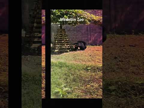 Medellin Zoo 2024 - Small but animals well taken care of. Worth a visit.