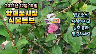 식물튜브 입고소식 [ 서향동백, 수박페페, 씨크라멘, 칼란디바 퀸로즈, 포인세치아 등등]   #양재꽃시장 #…