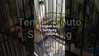 Download lagu cendet gacor isian tengkek buto sambung cililin #cendetgacor #tengkekbuto #cililin #masteranburung mp3