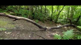 POV Walk in the Woods