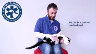 心肺停止のリス 犬 猫の命を救えますか 心臓マッサージと人工呼吸 東京キヤビン About Music And Something 心肺停止のリス 犬 猫の命を救えますか 心臓マッサージと人工呼吸 東京キヤビン About Music And Something