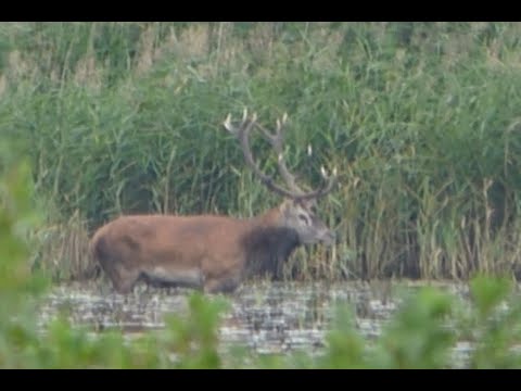Hirschbrunft 2021 in der Lausitz - es geht los....