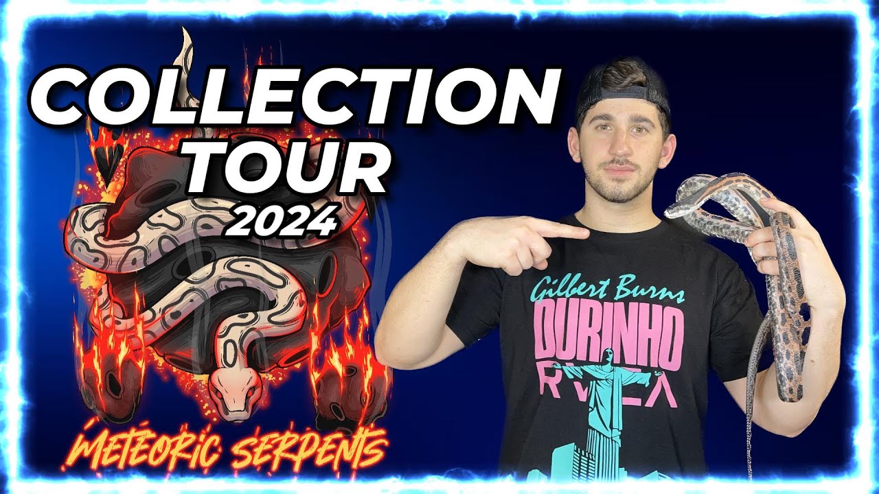 REPTILE COLLECTION TOUR 2024 - BALL PYTHONS & COLUBRIDS!