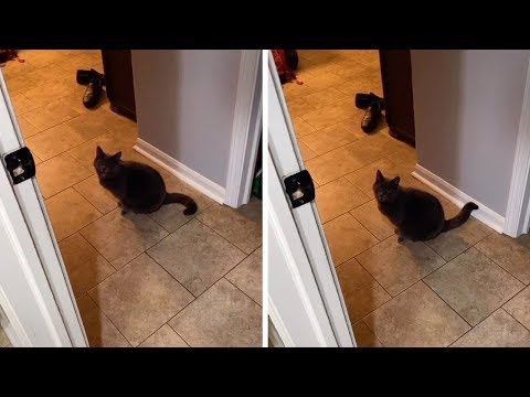 Cat Asks Owner 'Are You Coming?