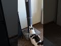 Let Your Cat Scratch Cat Videos Cat Tips Cat Scratcher Cat Shorts