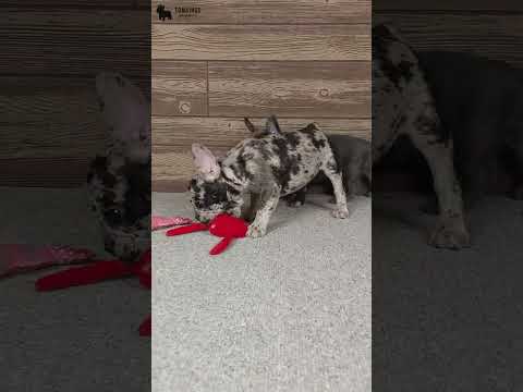 Video 3