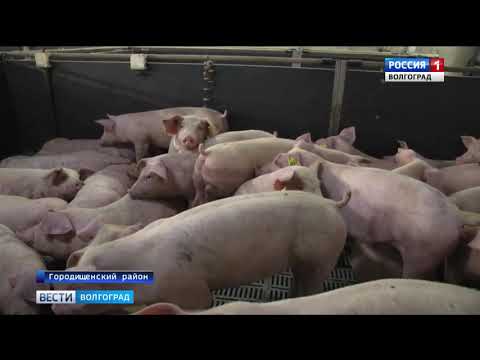 Специалисты Управления Россельхознадзора проводят проверки свиноводческих предприятий в Волгоградской области