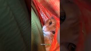 Download lagu ๐ : Very comfortable, don't disturb.... โผ๏ธ#youtubeshorts #shorts #trendingshorts #viralshort mp3 Download lagu ๐ : Very comfortable, don't disturb.... โผ๏ธ#youtubeshorts #shorts #trendingshorts #viralshort mp3