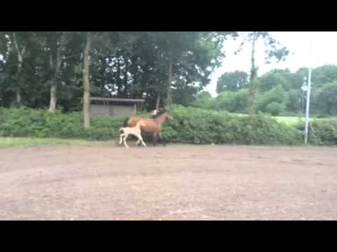 Stutfohlen von geb.18.6.15 Dankeschön-The Breas my mobility