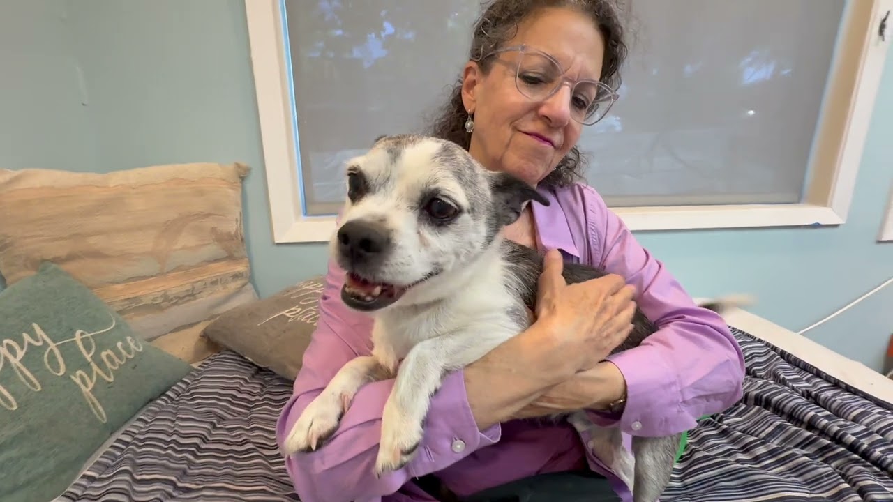 Enlarge Frodo, a ADOPTABLE Terrier in Walnut Creek, CA video 1/5