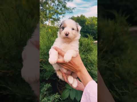 Australian Shepherd puppy for sale