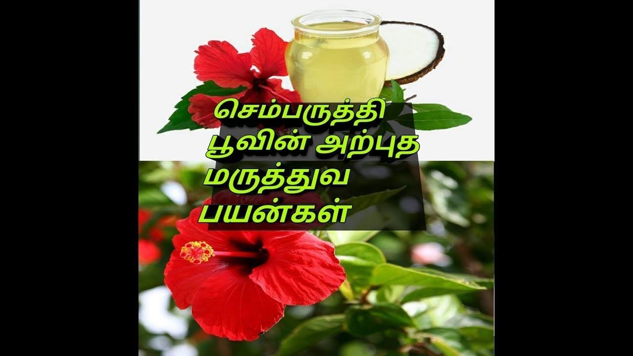 செம்பருத்தி பூவின் மருத்துவ குணங்கள்/ sembaruthi poo/ uses of Hibiscus Flower/About Hibiscus flower