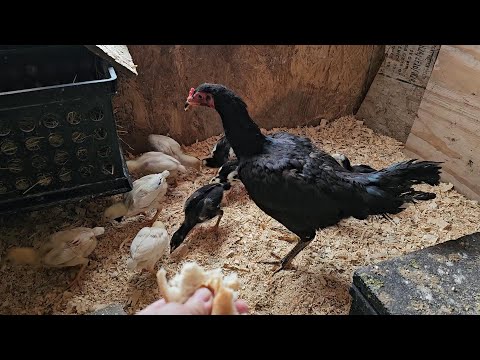 How To Raising Baby Chicks During The Winter/Qhia Txog Kev Tu Me Nyuam Qaib