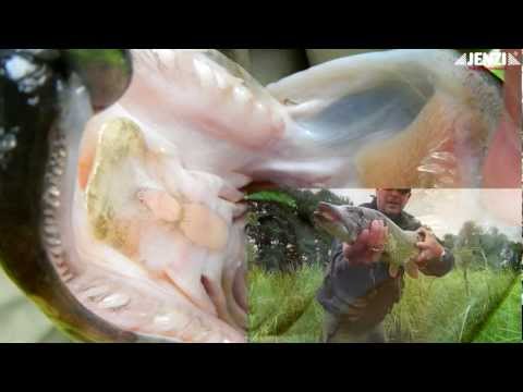 JENZI 2013 - Rückblick auf den Esox Lucius oder northern Pike in full HD (fishing & Angelsport)