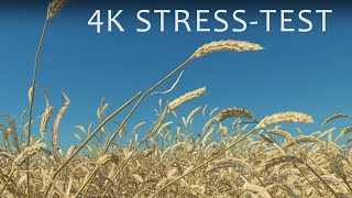 4K Stress-Test: Detailed Wheat Field in the Wind (Real-Time Graphics)