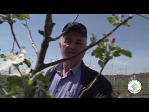 Keshilla Bujqesore - Pemishte me molle