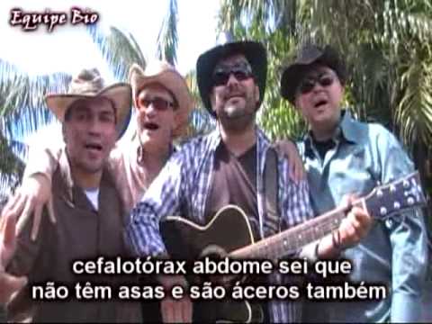 Borboletas São Artrópodos video