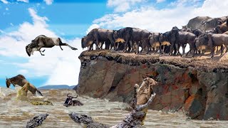 Wildebeest Migrating Across the Amazon River in Danger, What Happen Next?