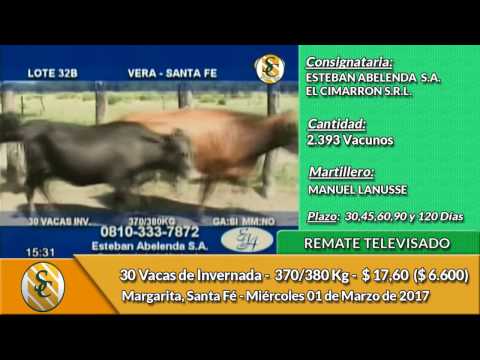 01-03-17 - Venta de Vientres - Remate Televisado de Esteban Abelenda S.A.