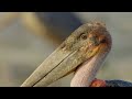 These Storks May Not Be Pretty But They Re Successful