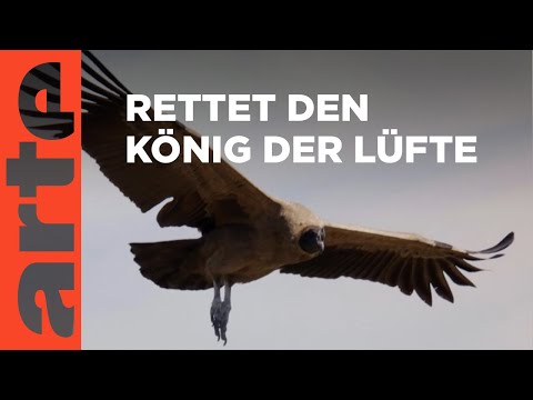 Argentinien: Rettet den Kondor | ARTE Family