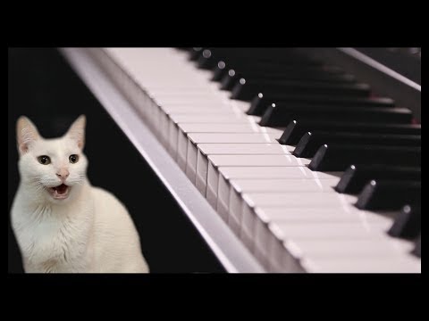 Cotton Eye Joe - Cats Version - Singing Cats - Cats Parody