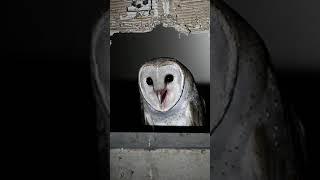 Download lagu Suara Burung Serak Jawa | Tyto alba | Barn Owl Call #shorts mp3 Download lagu Suara Burung Serak Jawa | Tyto alba | Barn Owl Call #shorts mp3
