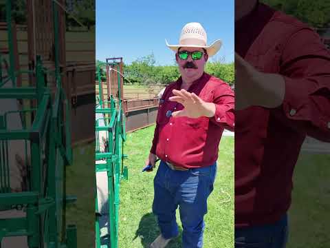 How and why we dock sheep tails #Sheep #Dorper #HairSheep #Ranch #Ranching #KeepRanchin