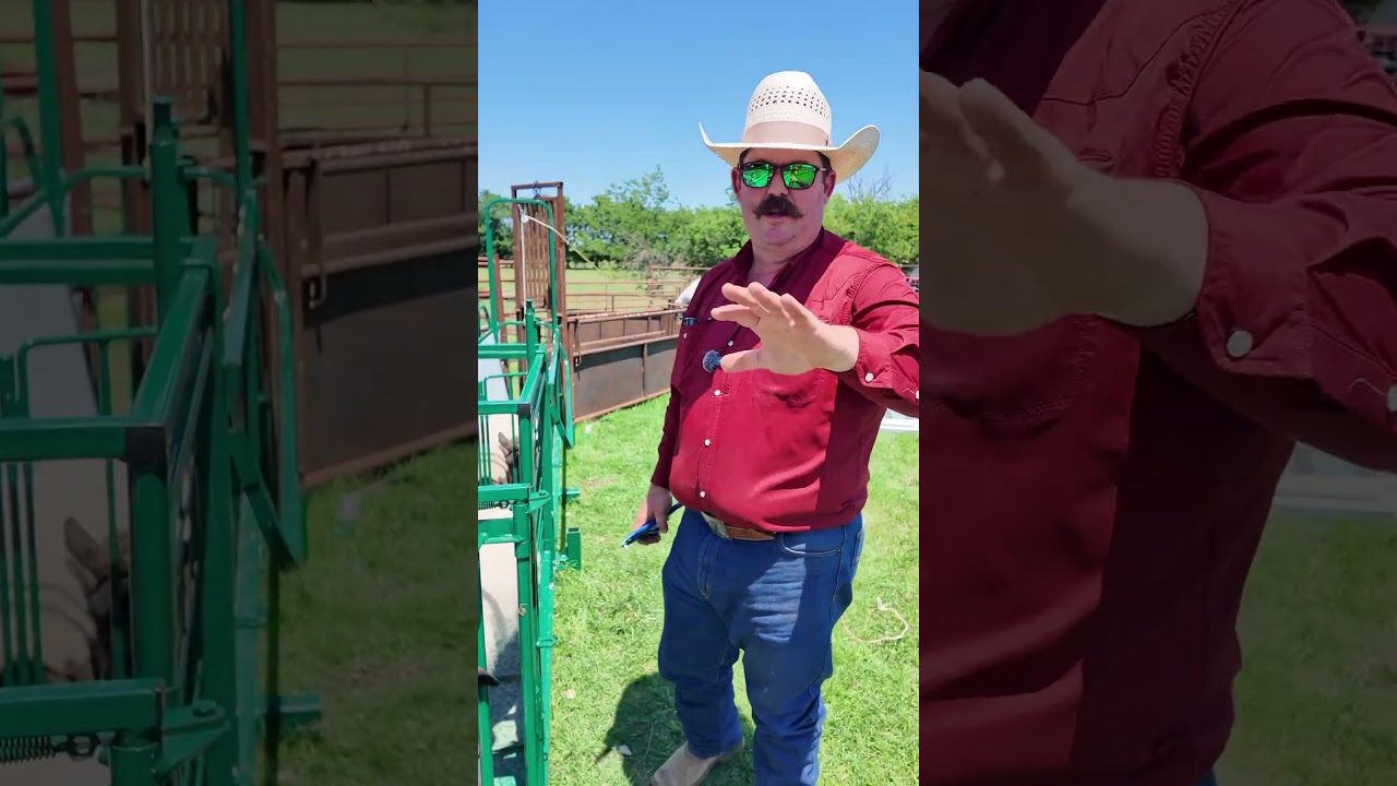 How and why we dock sheep tails #Sheep #Dorper #HairSheep #Ranch #Ranching #KeepRanchin