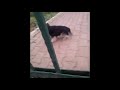 Dog's barking in reverse