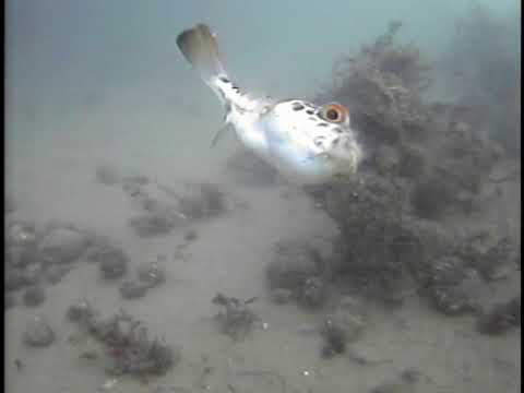 UT0092c フグ ( puffer fish )【水中映像定期更新抜粋】