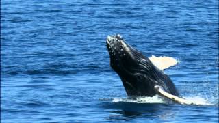 preview picture of video 'Blue Dolphin Charters - Whales'