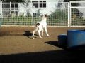 Miniature horse foal playing in the round pen...realy ...