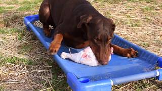 Download lagu Doberman Eating Huge Raw Turkey Leg mp3