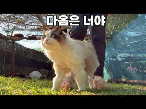 대참사 이후 다시 도전한 고양이 미용