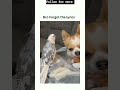 Bro Forgot The Lyrics Parrot Dog Pets Marrychristmas Jinglebells Bgm Shorts Lol Funny Fyp