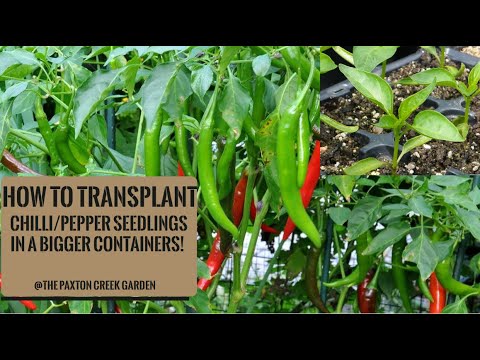 , title : 'How to grow lots of Chillies : Part 2 Transplanting the chilies Seedlings'