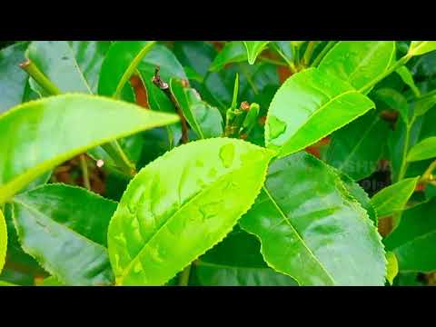 DUNSINANE || TEA FACTORY 🏭 || Elpitiya Plantation PLC