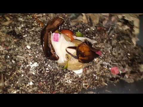 Feeding European Nightcrawlers