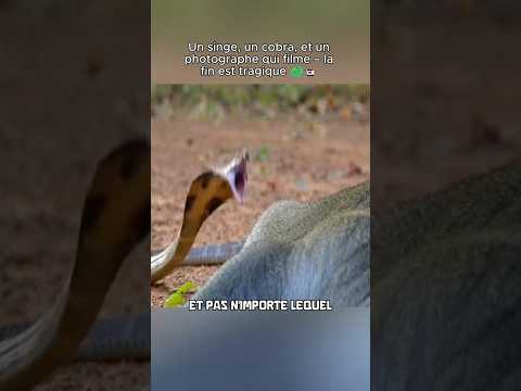 Vous en pensez quoi 😶 #animal #animaux #singe #serpent