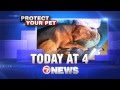 Protecting Your Pets Tonight On 7News At 4pm 8 19