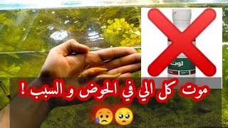 كارثة كبيرة الحمد لله :مياه الاكسجين موتت كل السمك والجمبري عندي احذر الجرعة والتركيز الزائد ! Part2