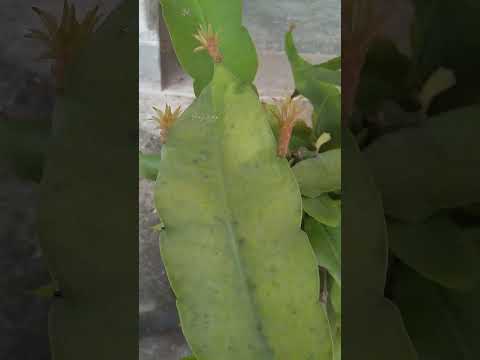 Brahma Kamalam Plant #shorts